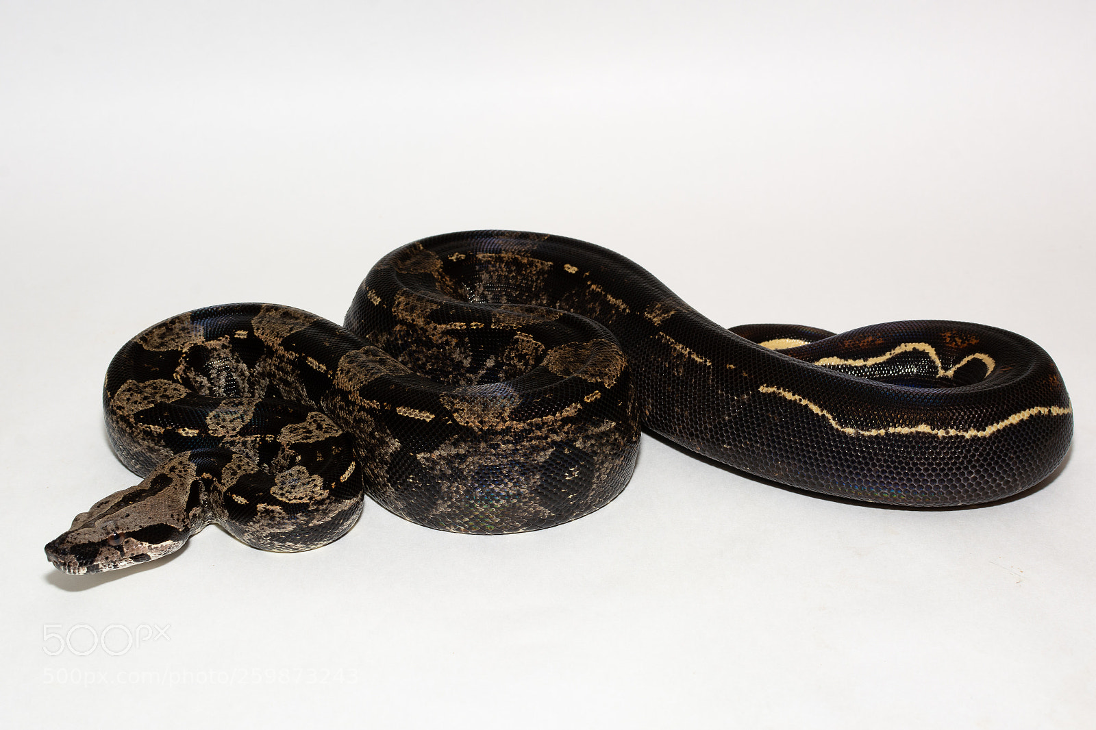 Nikon D7100 sample photo. Black boa photography