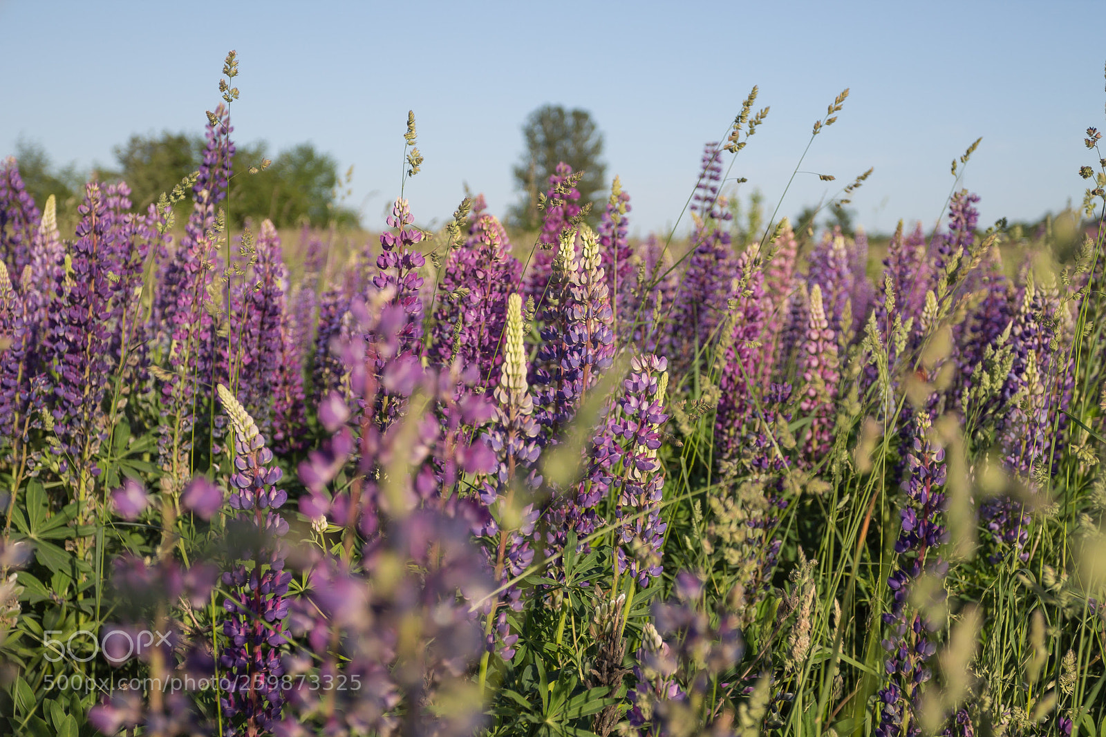 Canon EOS 1100D (EOS Rebel T3 / EOS Kiss X50) sample photo. Lupins photography
