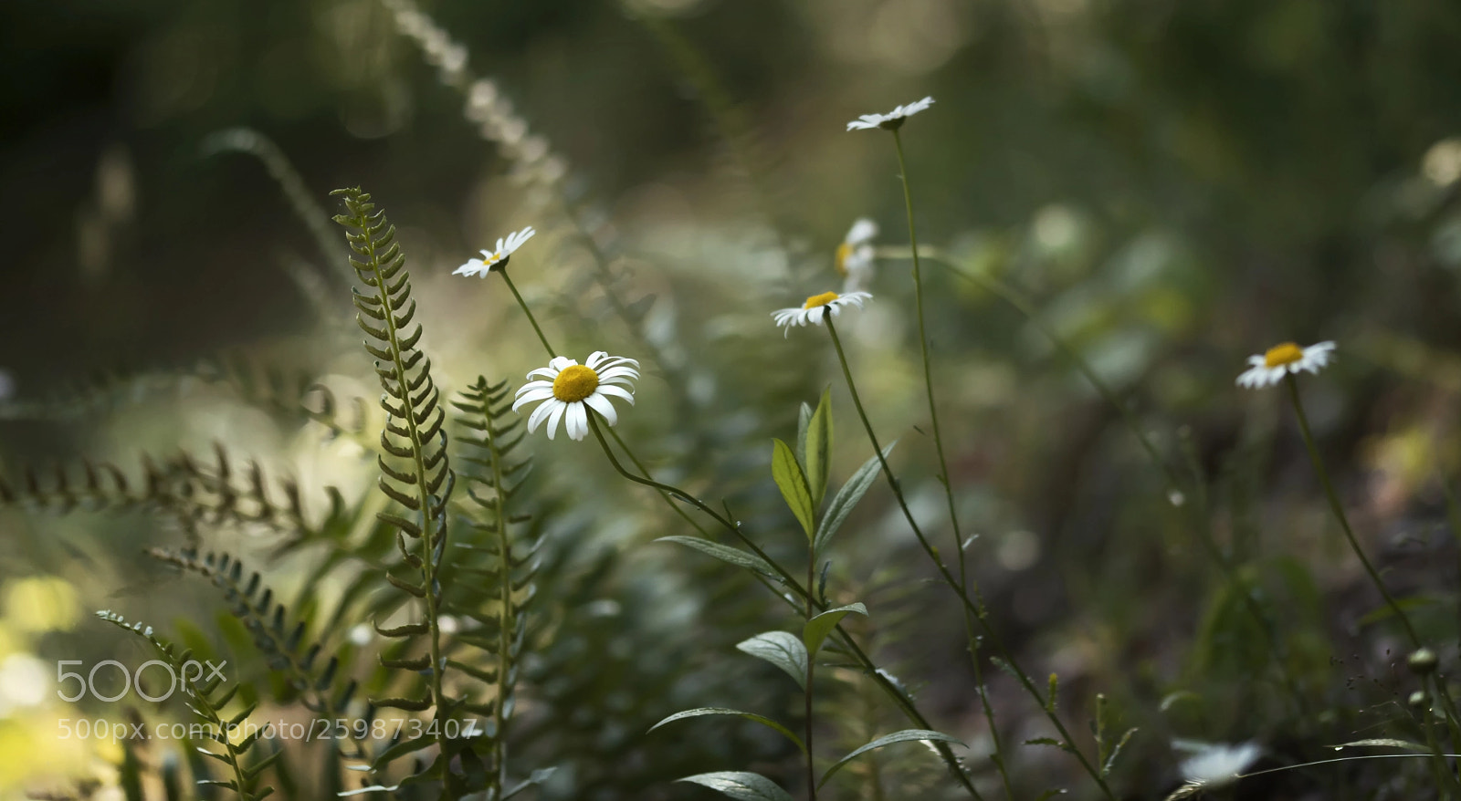 Nikon D7100 sample photo. Oxeye daisy & ferns photography