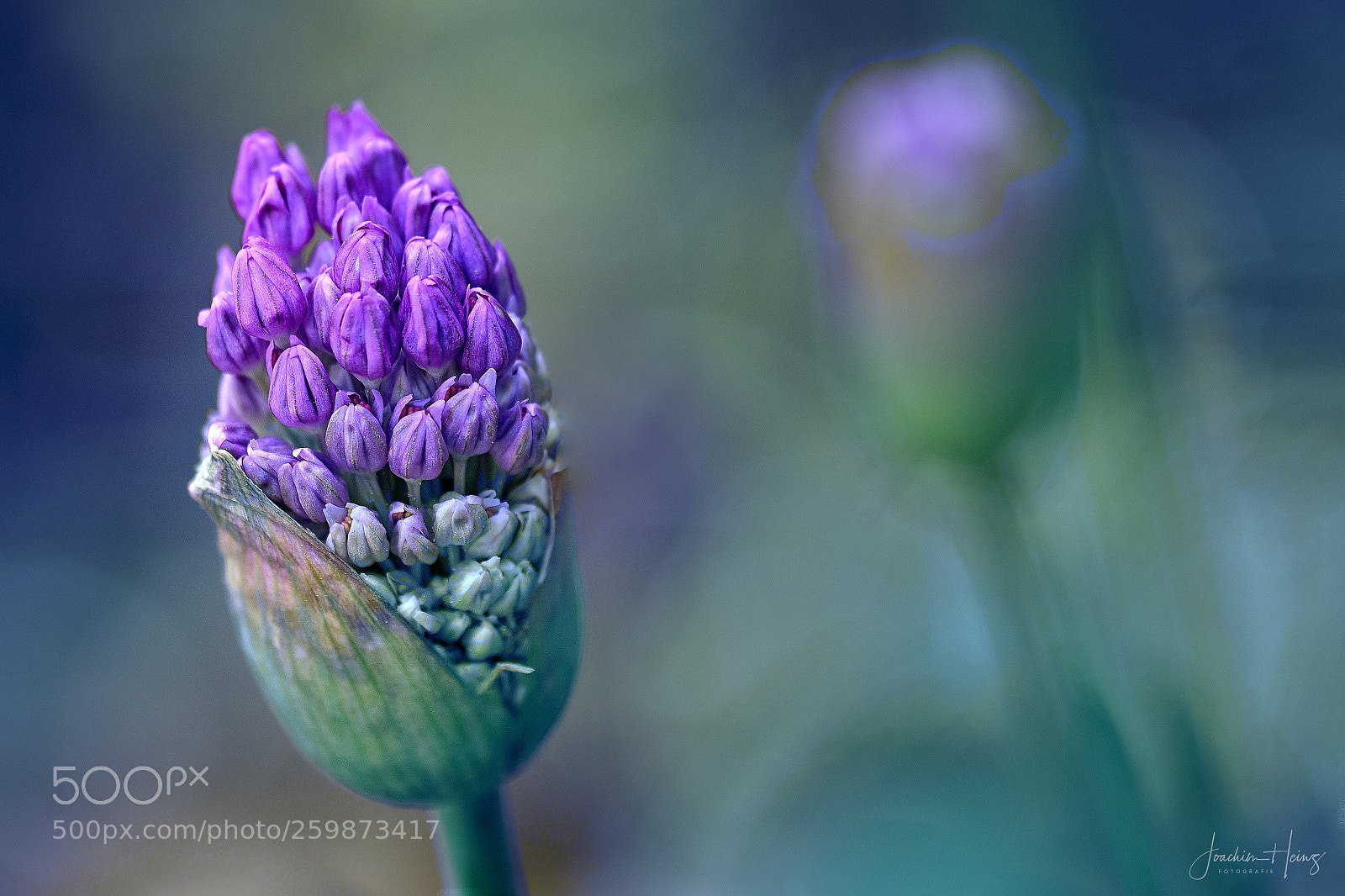 Fujifilm X-T2 sample photo. Allium photography