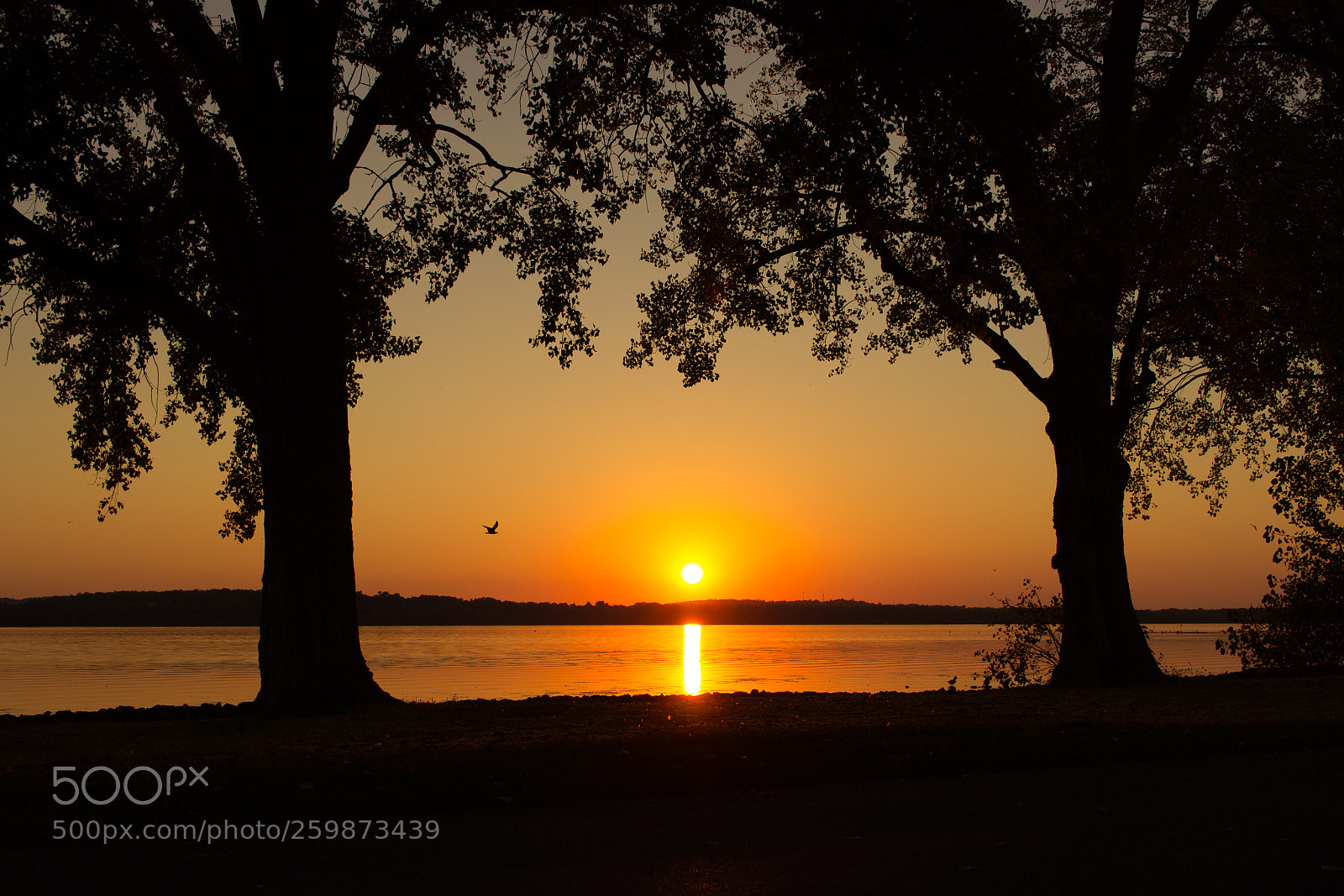 Canon EOS 600D (Rebel EOS T3i / EOS Kiss X5) sample photo. Sunset between two trees photography