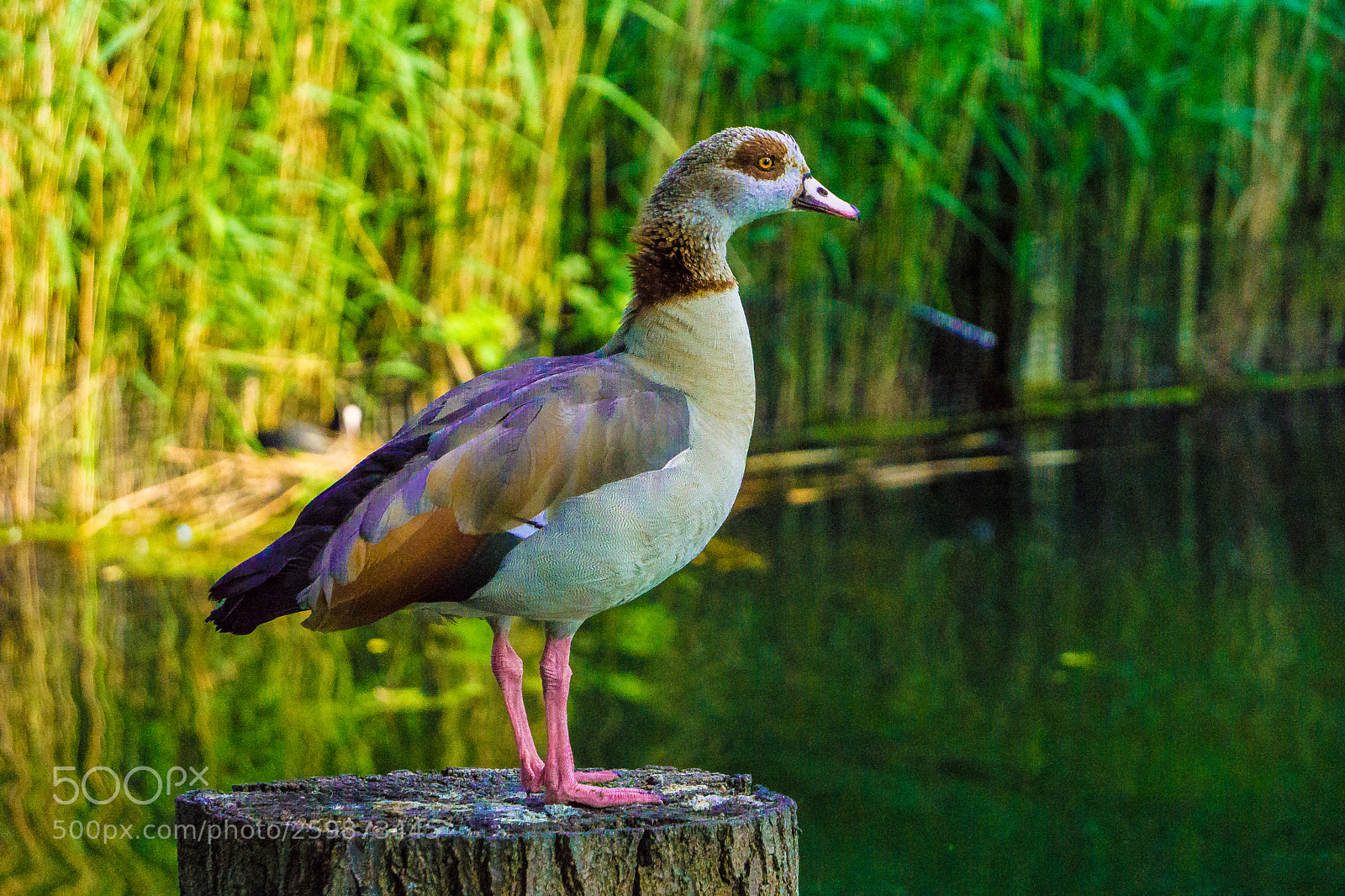 Sony a6000 sample photo. Gosse photography