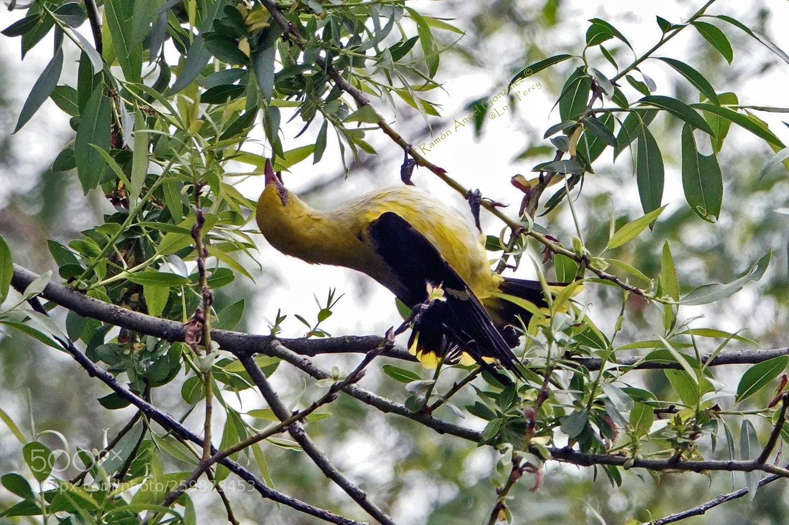 Sony Cyber-shot DSC-RX10 IV sample photo. Golden oriole hunting oriolus photography