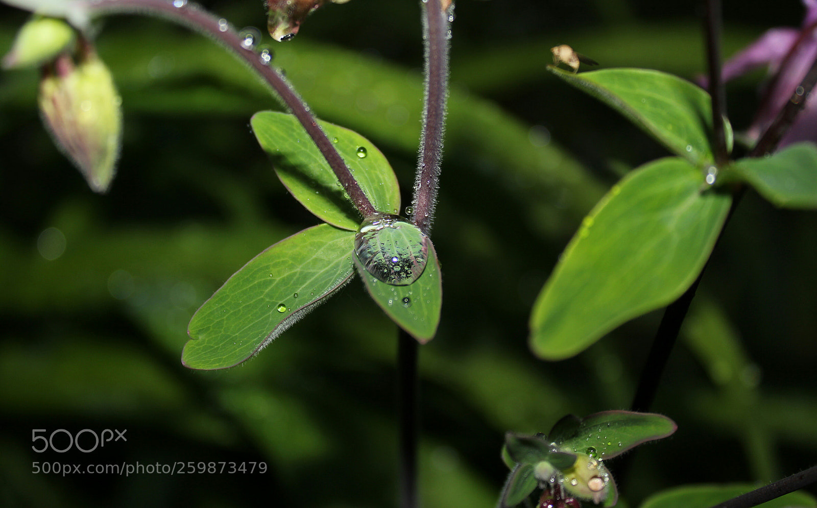 Canon EOS 1300D (EOS Rebel T6 / EOS Kiss X80) sample photo. Water droplet photography