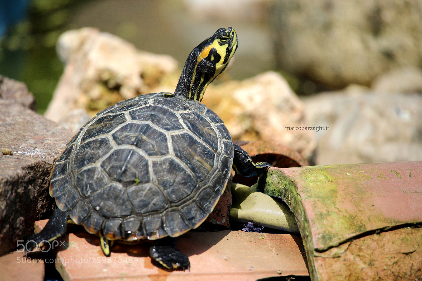 Canon EOS 600D (Rebel EOS T3i / EOS Kiss X5) sample photo. My turtles - where photography