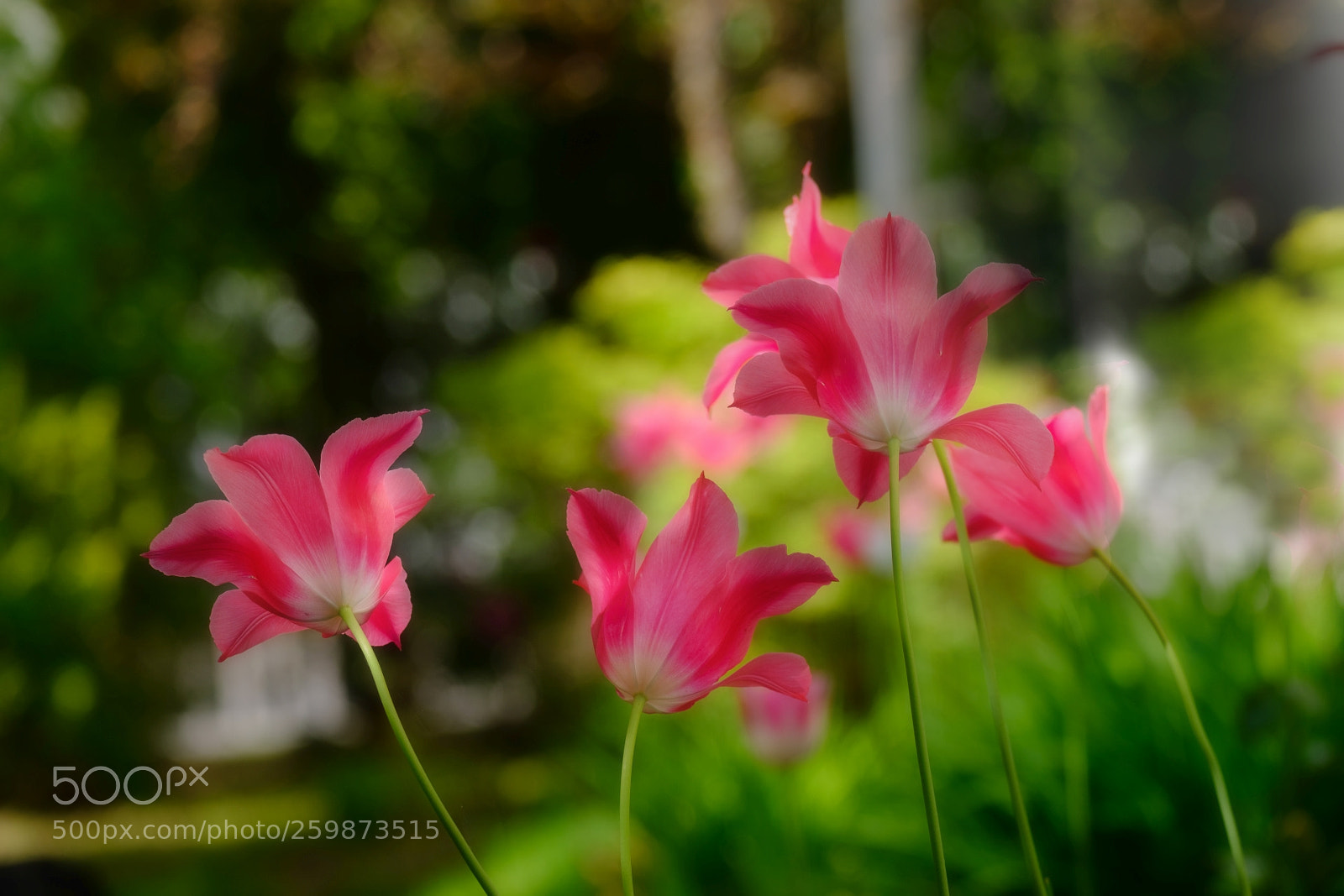 Fujifilm X-T20 sample photo. Tulips photography