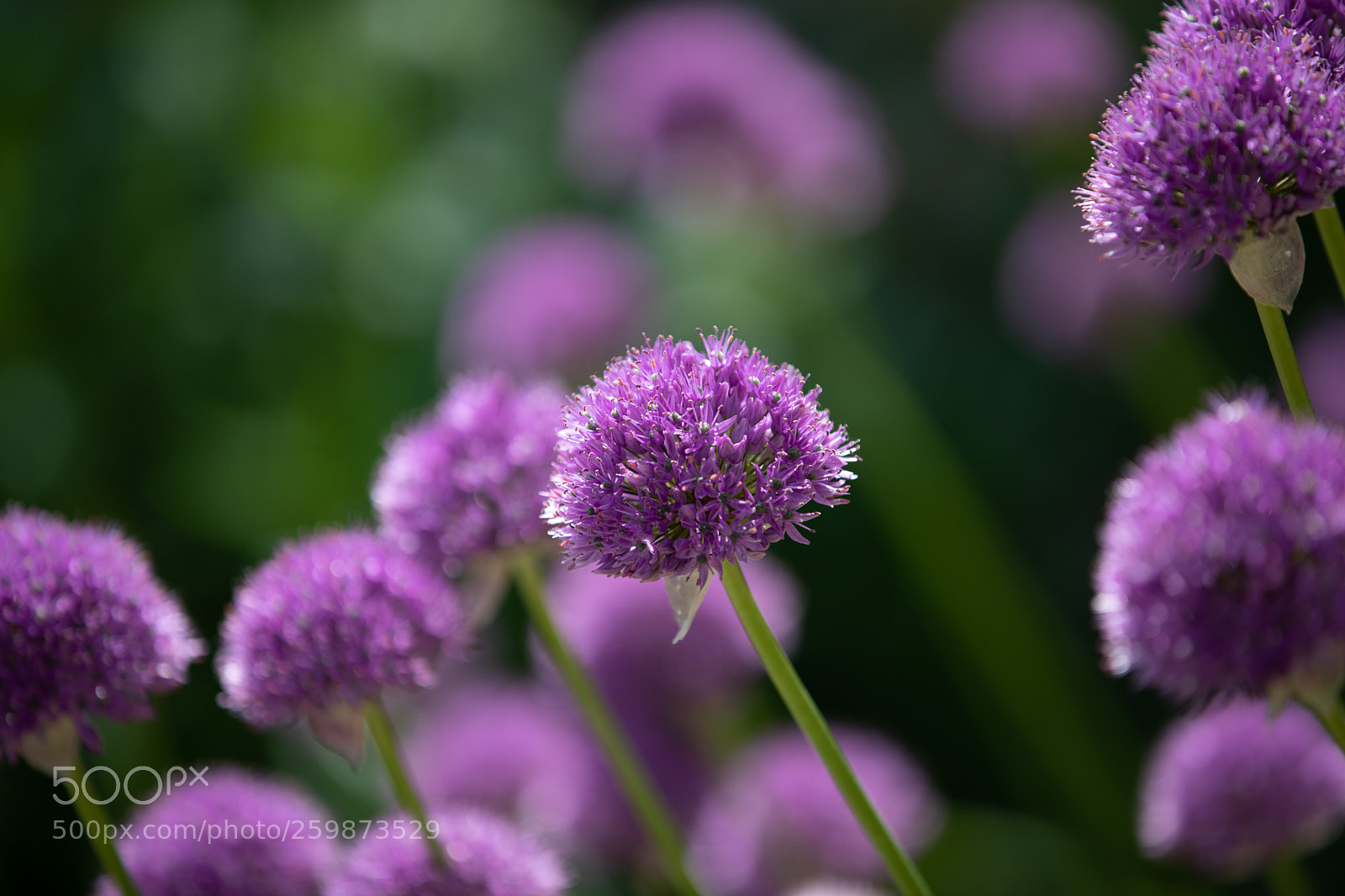 Canon EOS 5D Mark IV sample photo. Spring flowers photography