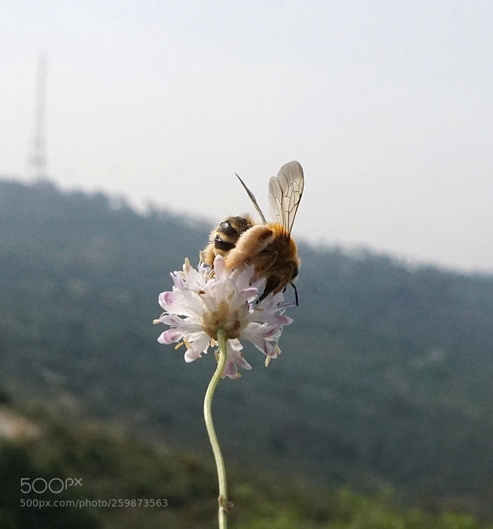 Sony a6000 sample photo. Mount carmel photography