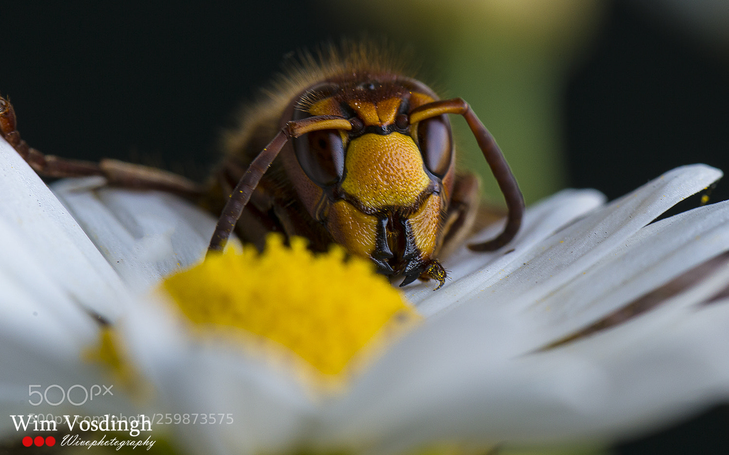 Canon EOS 6D sample photo. Garden wasp photography