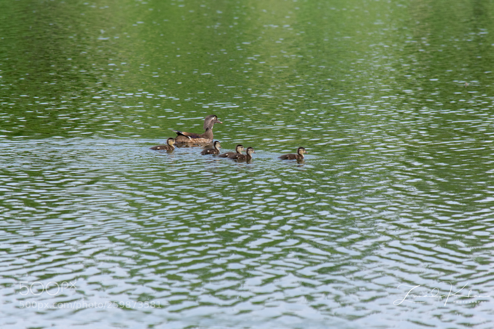 Nikon D3400 sample photo. Female wood duck and photography