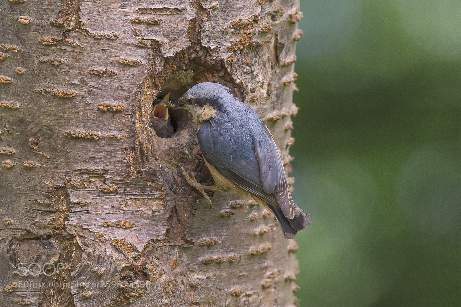 Nikon D610 sample photo. Feeding time with the photography