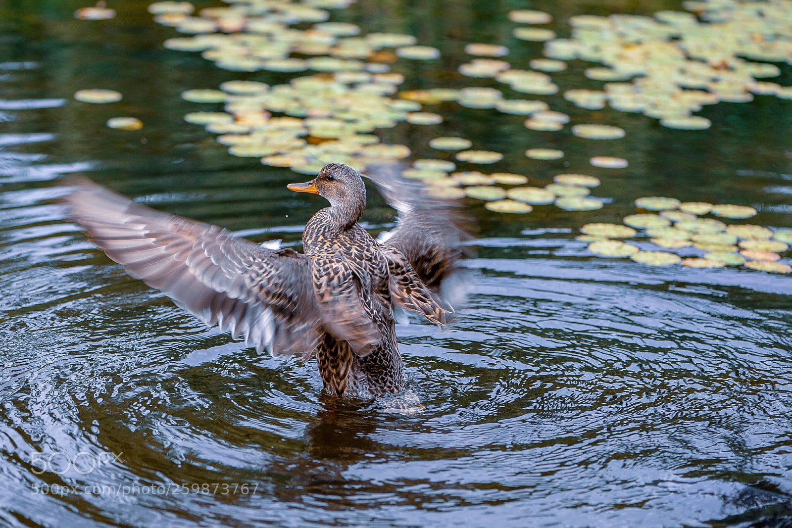 Nikon D610 sample photo. Blue winged-teal duck photography