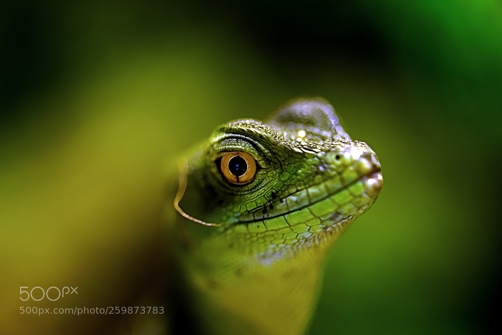 Nikon D600 sample photo. Gekko photography