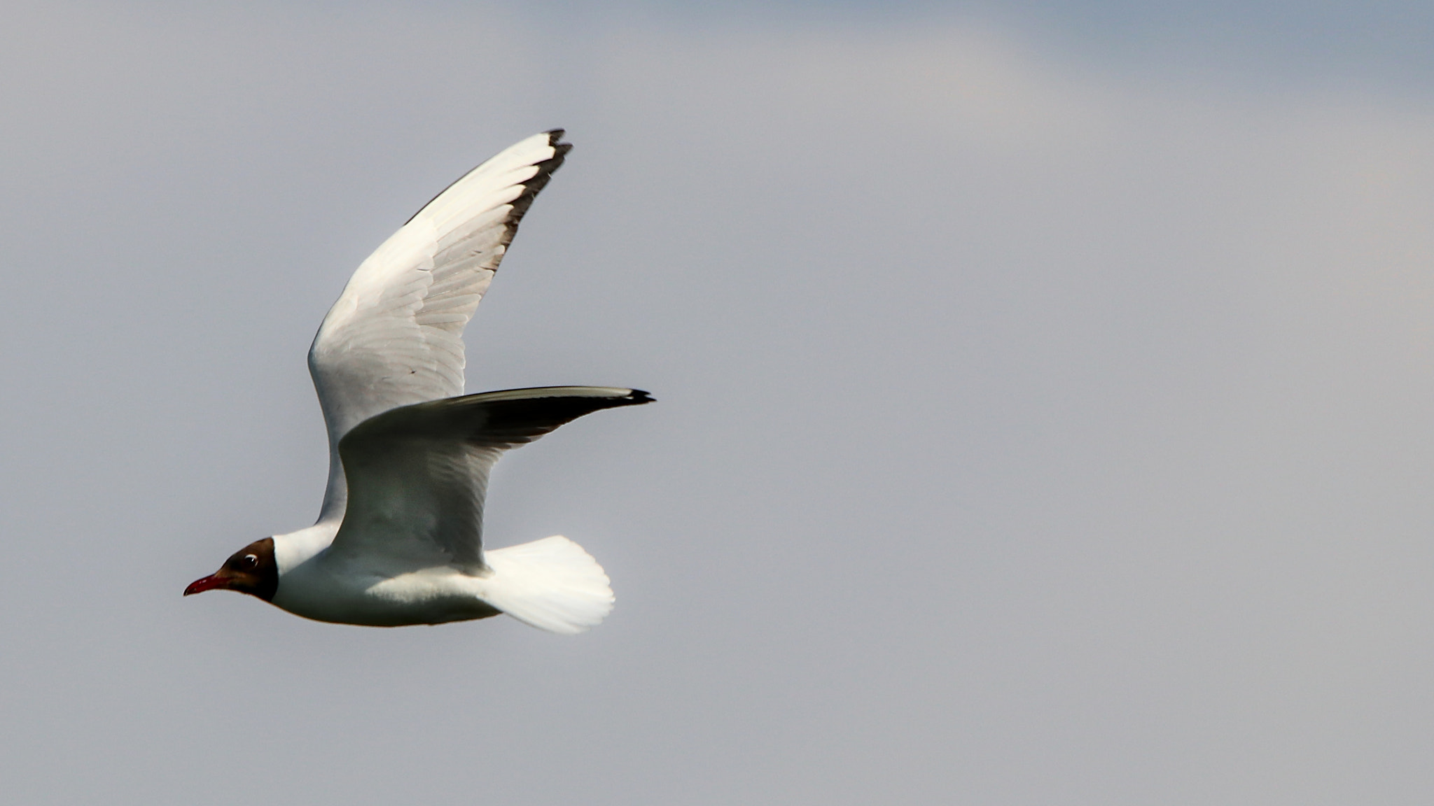 Sigma 150-600mm F5-6.3 DG OS HSM | C sample photo. Gull photography