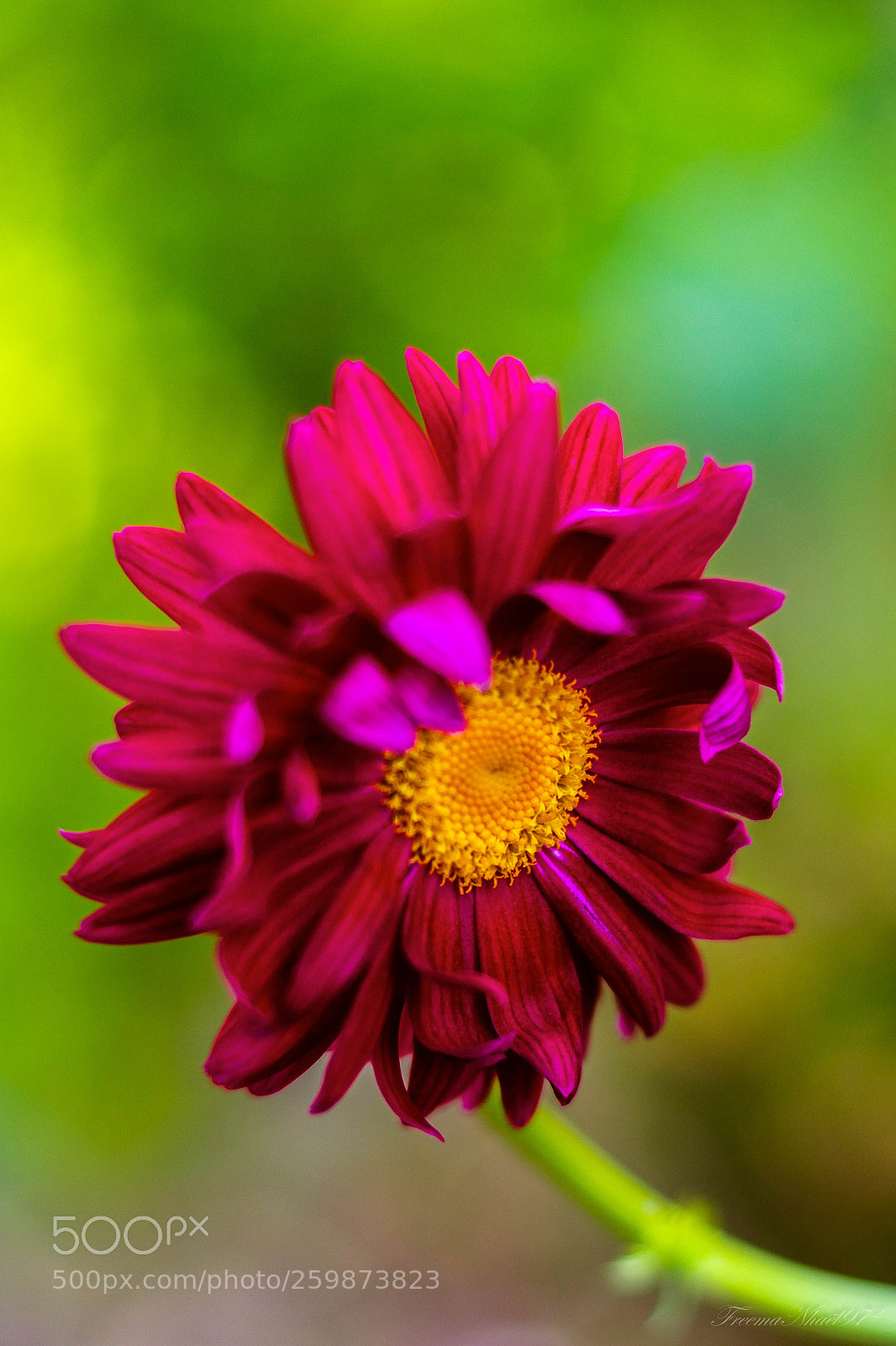 Nikon D7100 sample photo. Untitled photography