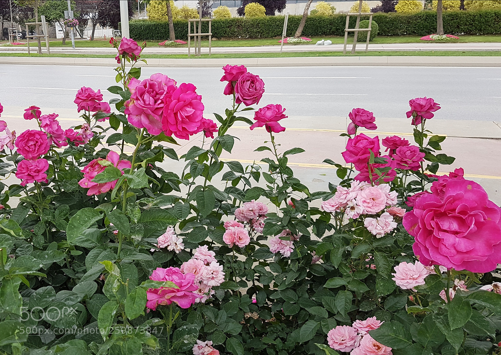 Samsung Galaxy S7 Edge sample photo. Pembe lik photography