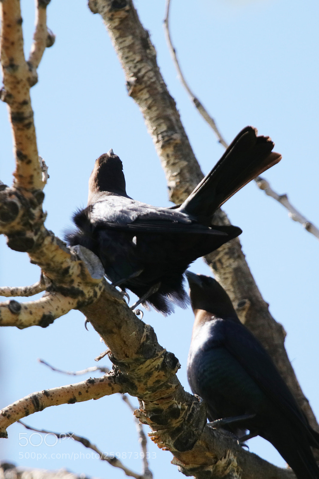 Canon EOS 80D sample photo. Two brown headed cowbirds photography