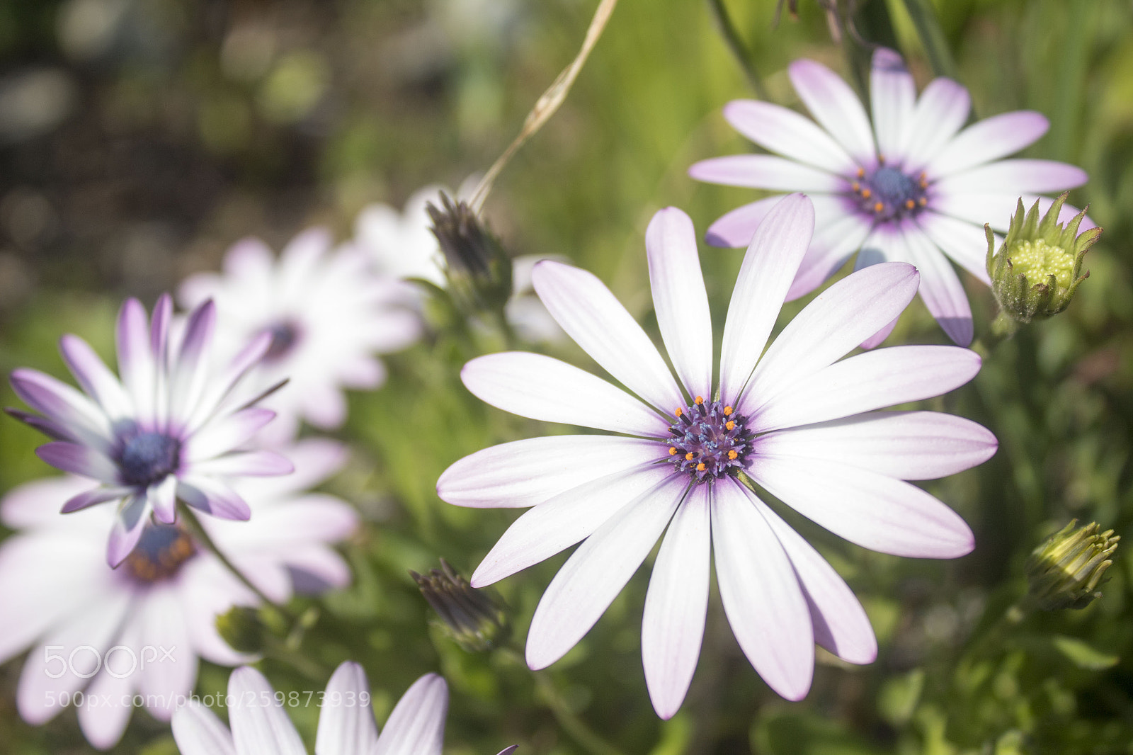 Canon EOS 1300D (EOS Rebel T6 / EOS Kiss X80) sample photo. White and purple daisy photography