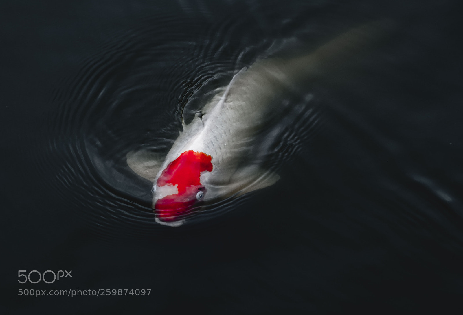 Fujifilm X-T2 sample photo. Japanese koi photography
