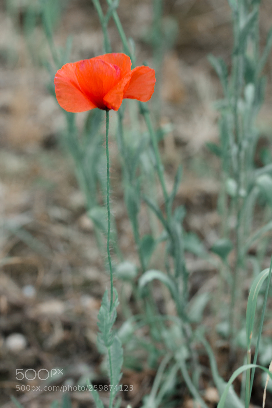 Canon EOS 600D (Rebel EOS T3i / EOS Kiss X5) sample photo. Poppy photography