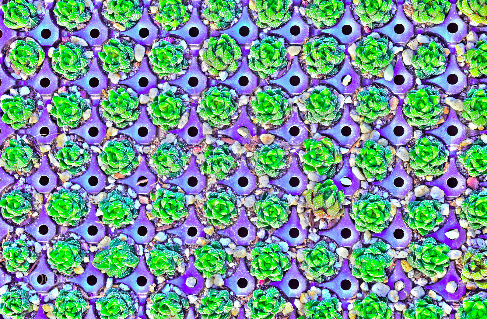 Nikon D5300 sample photo. Succulenttrippy photography
