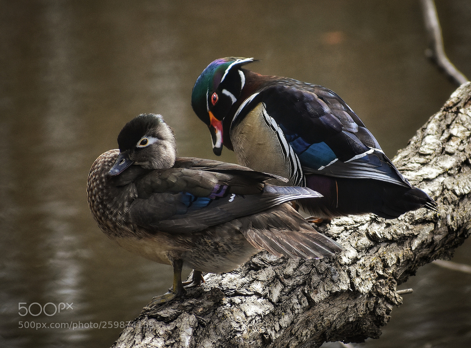 Nikon D3400 sample photo. Preening wood ducks.jpeg photography