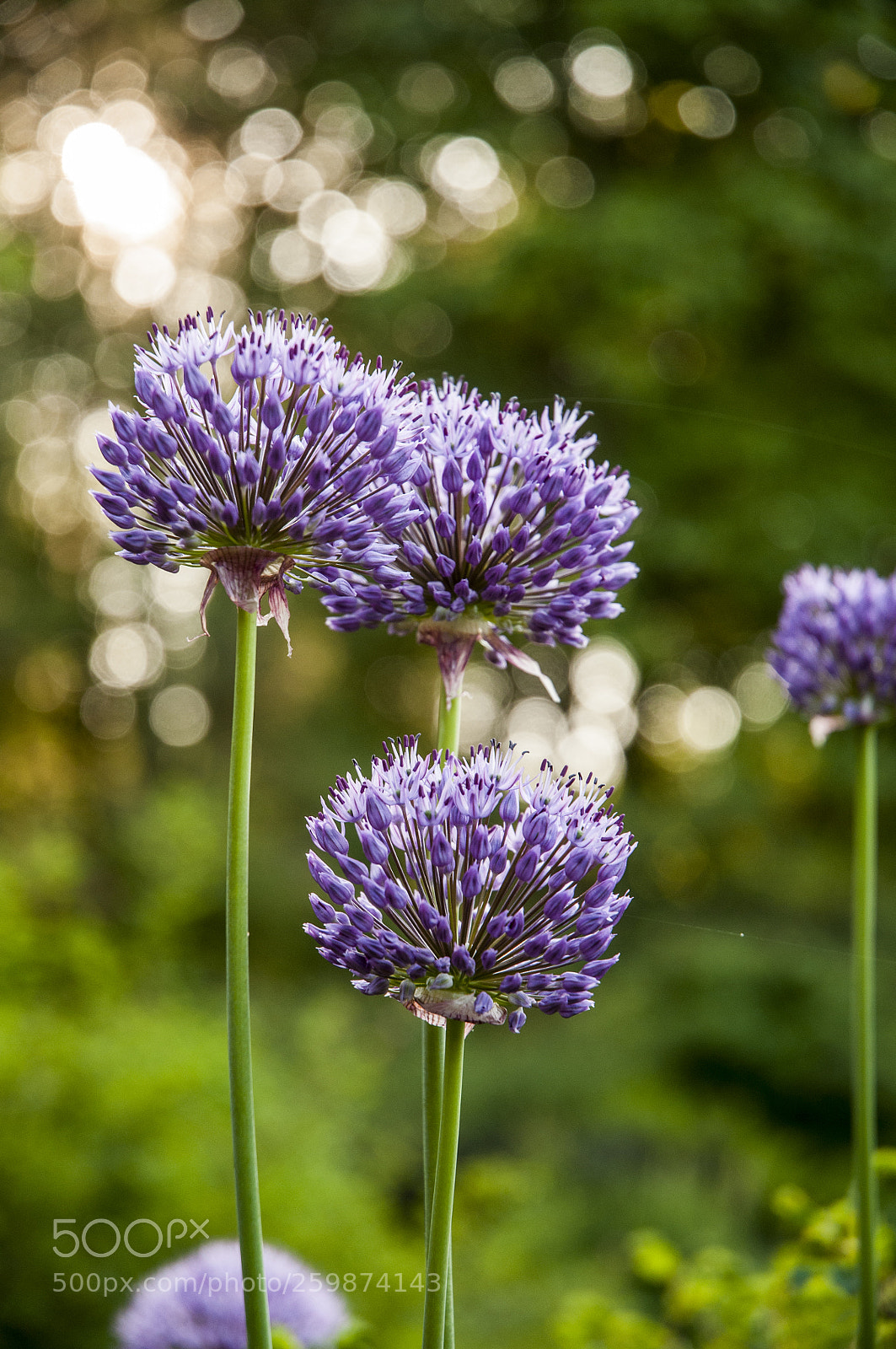 Nikon D300S sample photo. Allium photography