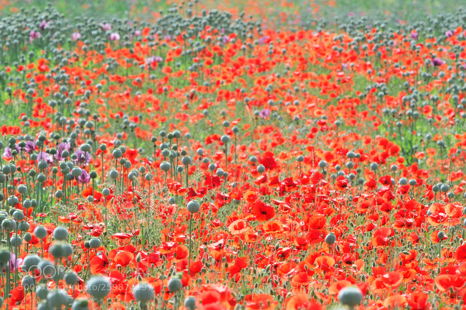 Nikon D300 sample photo. Mohnfeld münchwilen photography