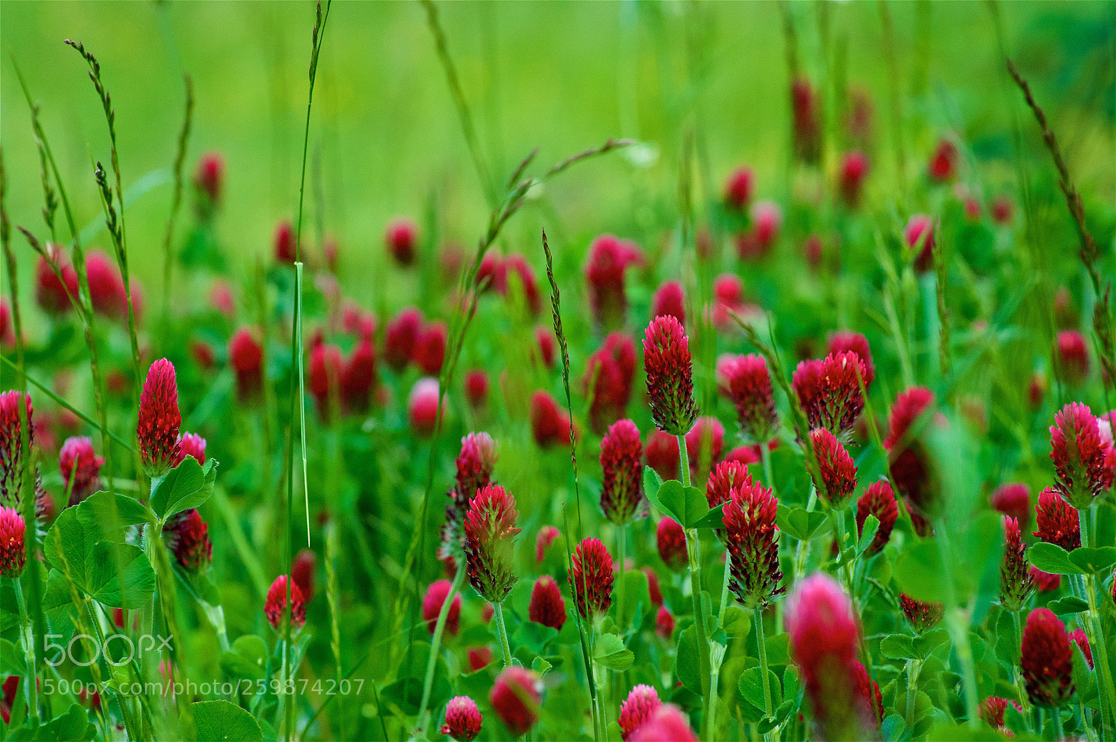 Pentax K-3 II sample photo. Clover grassland photography