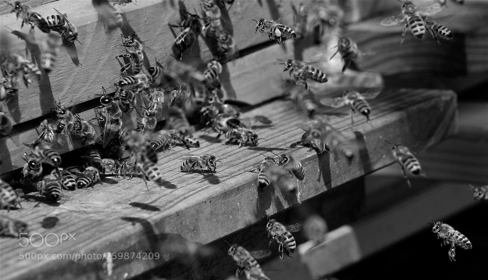 Pentax K-3 II sample photo. Honey bees photography