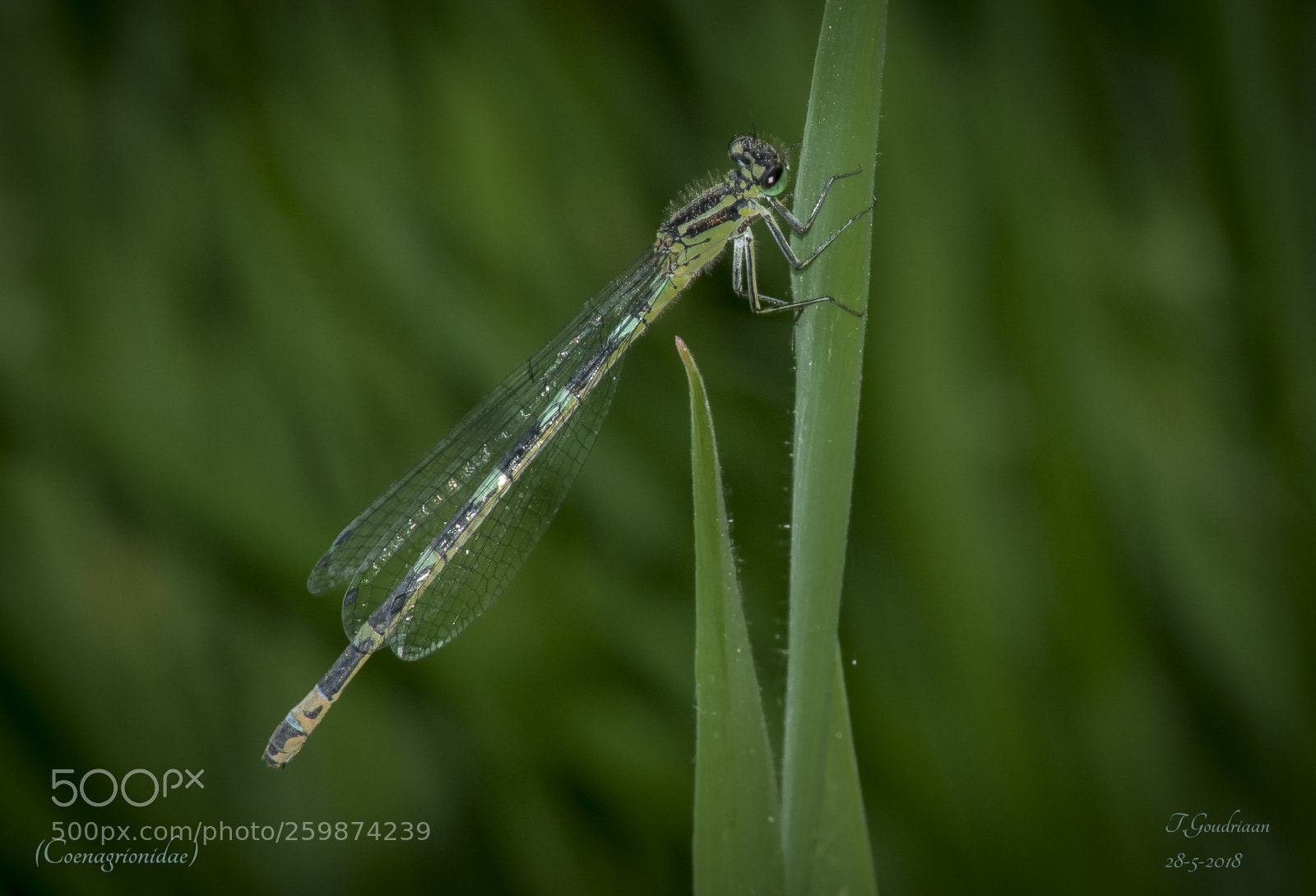Nikon D5300 sample photo. Dragonfly  (coenagrionidae) photography