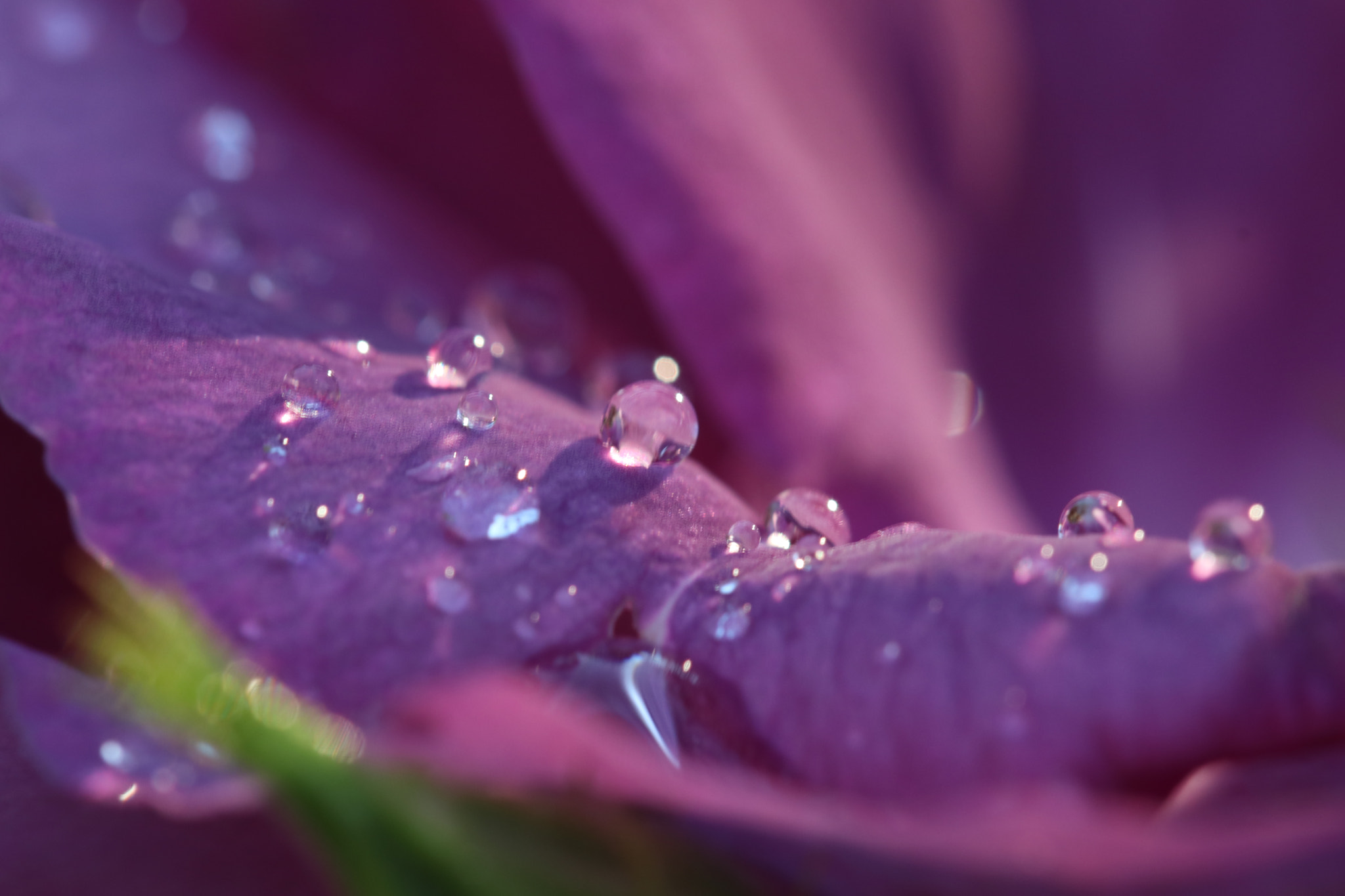 Canon EF 100mm F2.8L Macro IS USM sample photo. Img photography