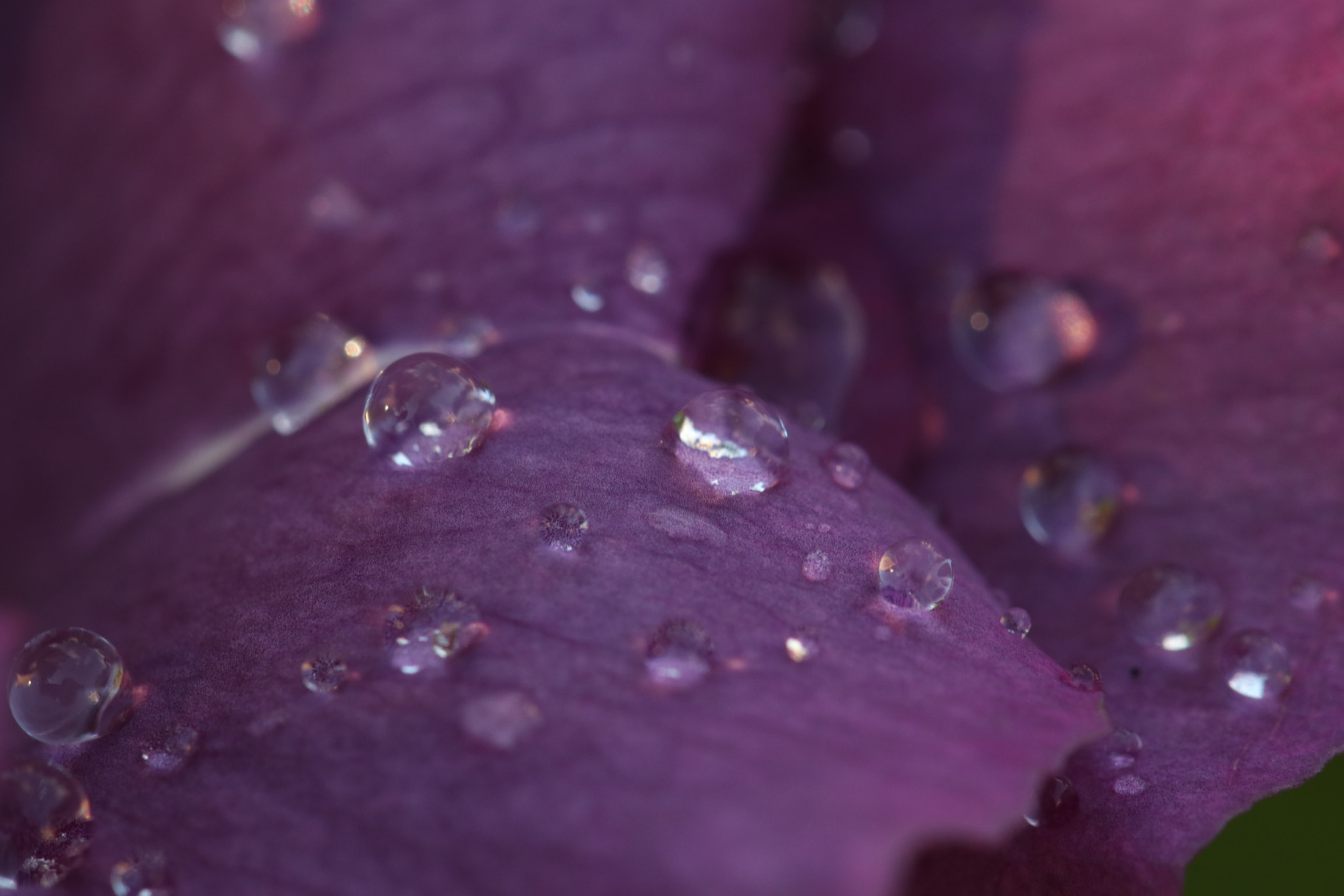 Canon EF 100mm F2.8L Macro IS USM sample photo. Img photography