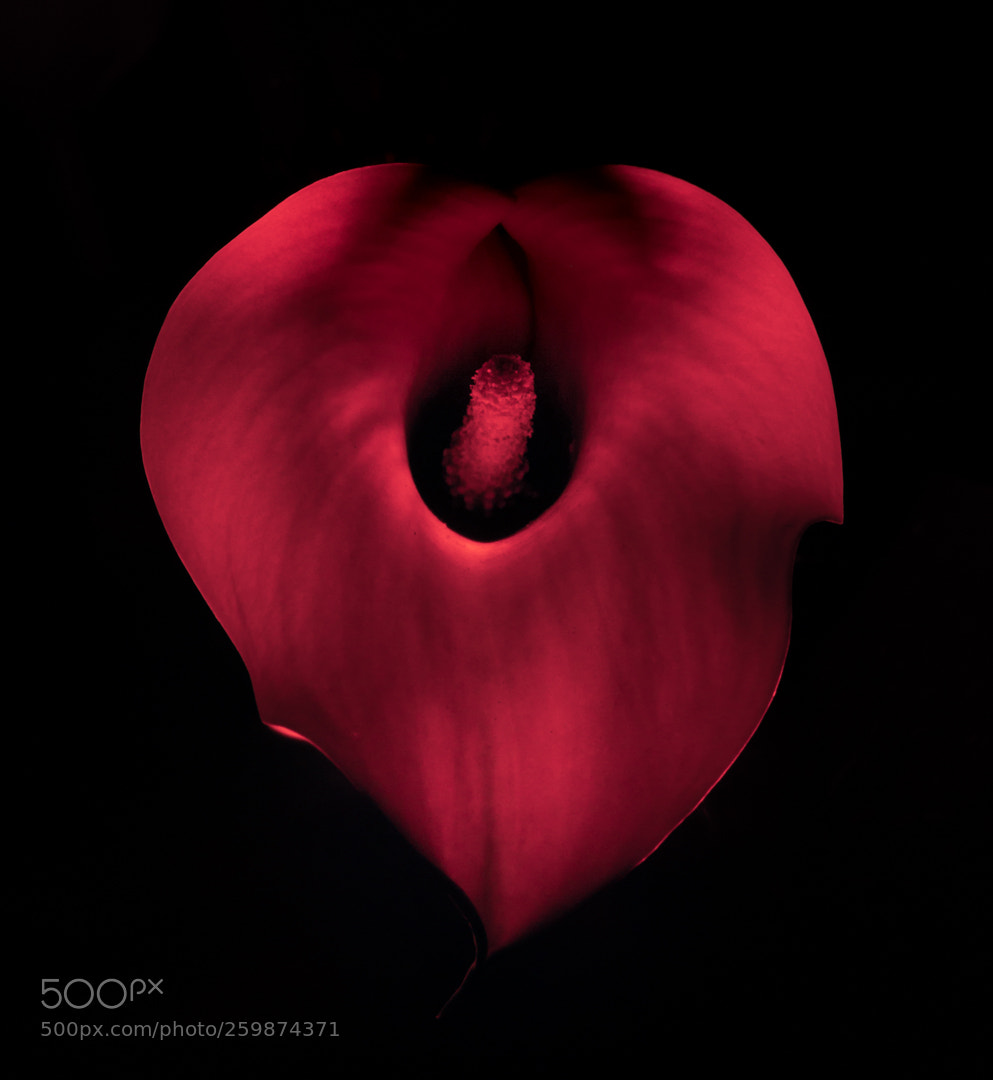 Canon EOS 6D sample photo. Calla lily photography
