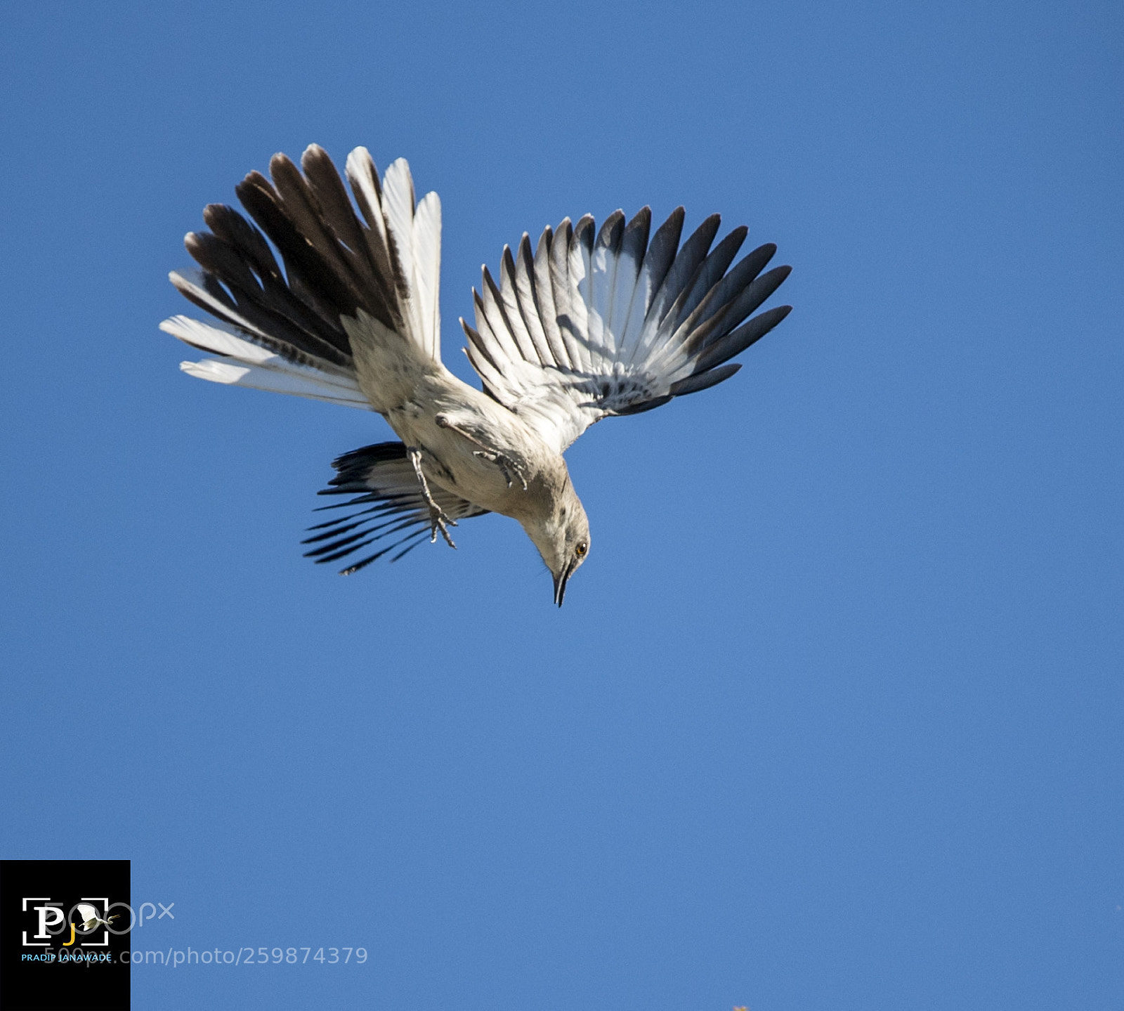 Nikon D5 sample photo. Mockingbirds, photography