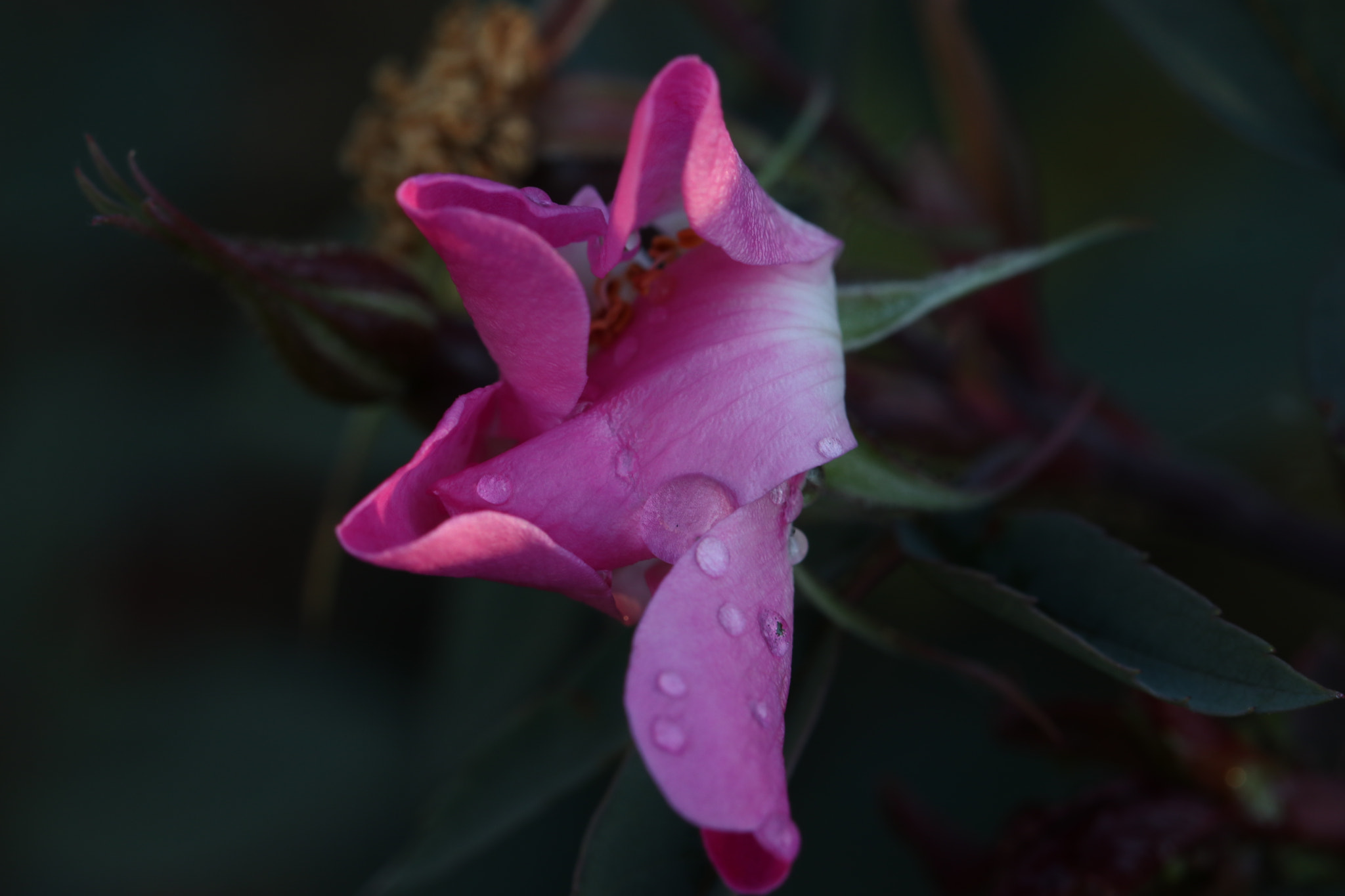 Canon EF 100mm F2.8L Macro IS USM sample photo. Img photography