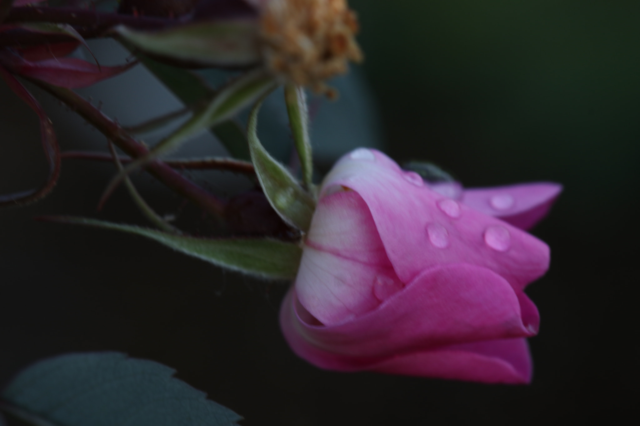 Canon EF 100mm F2.8L Macro IS USM sample photo. Img photography