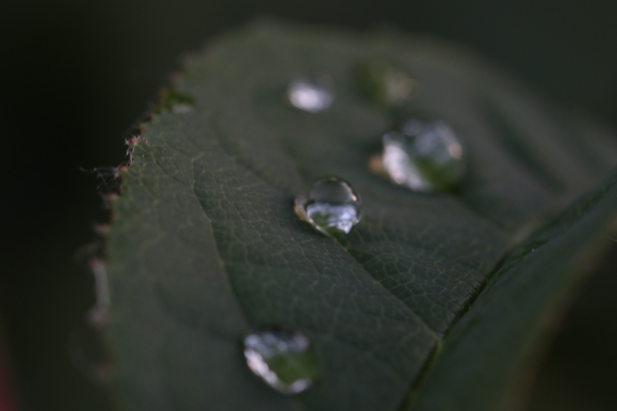 Canon EF 100mm F2.8L Macro IS USM sample photo. Img photography