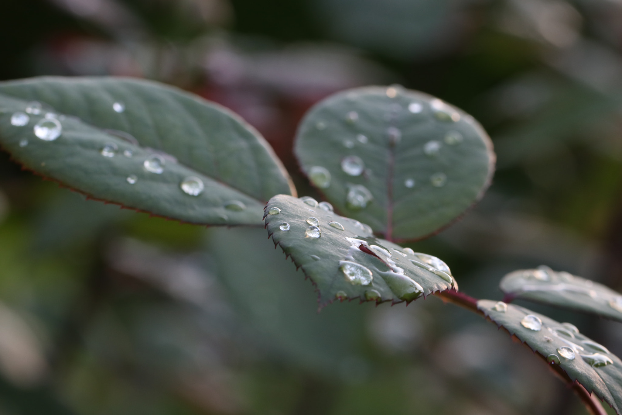 Canon EF 100mm F2.8L Macro IS USM sample photo. Img photography