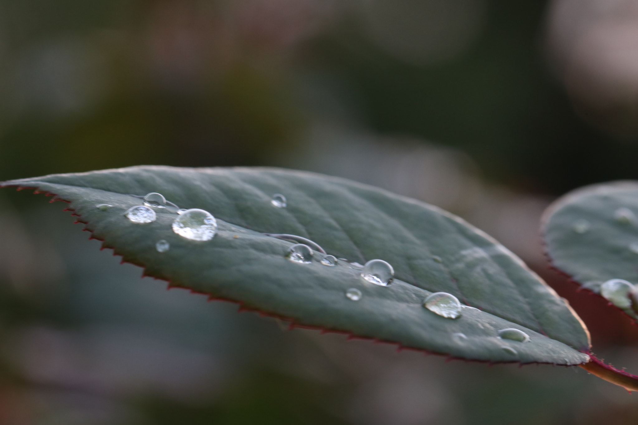 Canon EF 100mm F2.8L Macro IS USM sample photo. Img photography
