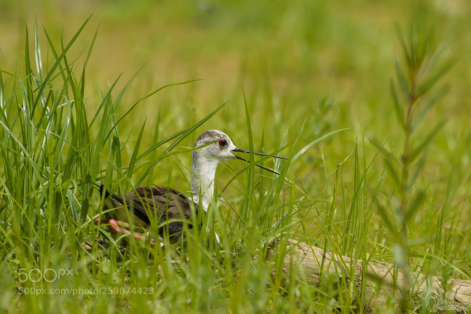 Nikon D4S sample photo. Himantopus himantopus photography