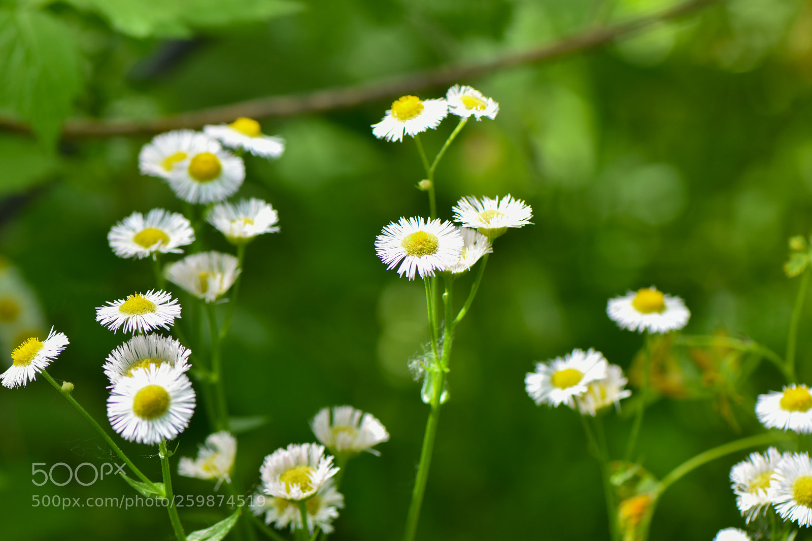Nikon D3400 sample photo. Little weeds photography