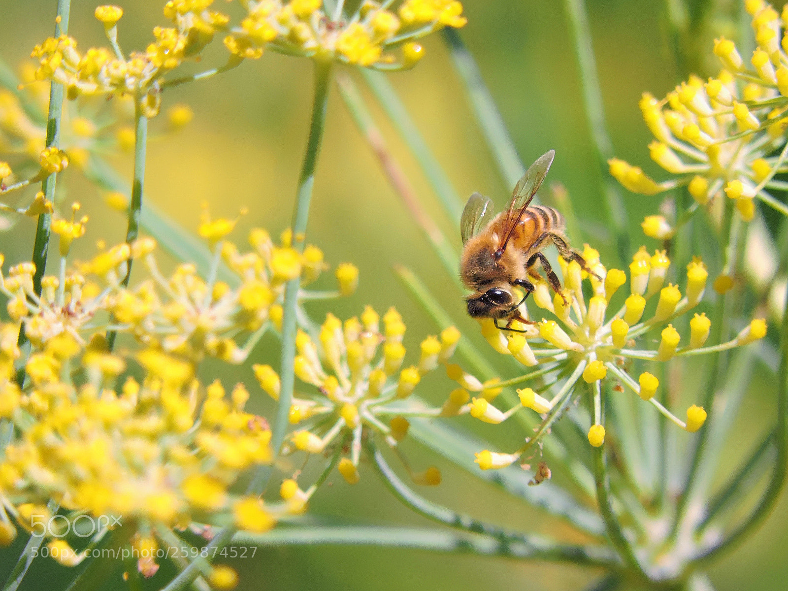 Nikon Coolpix P530 sample photo. Honey bee photography