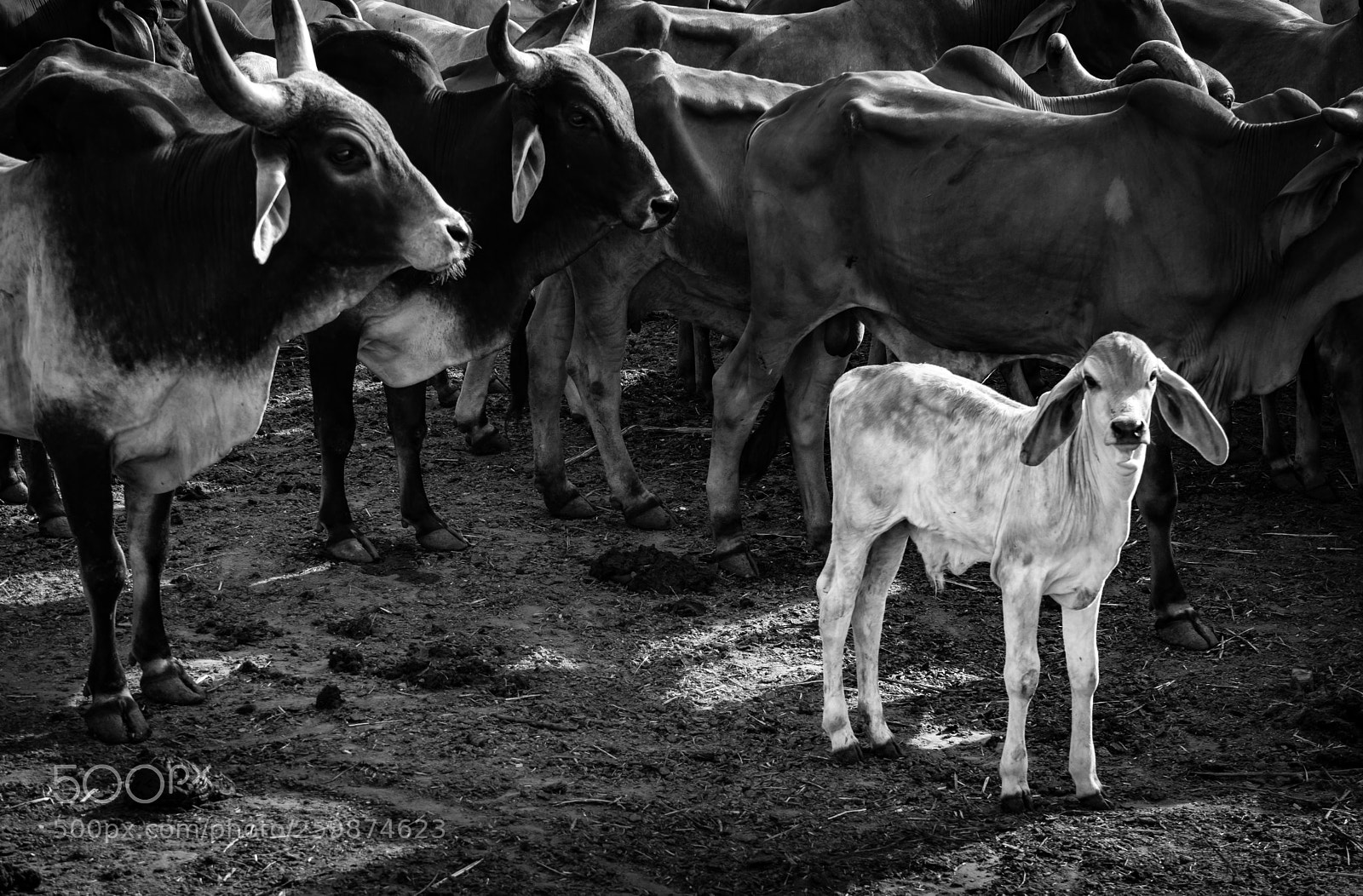 Sony a7 II sample photo. Herd of cows photography