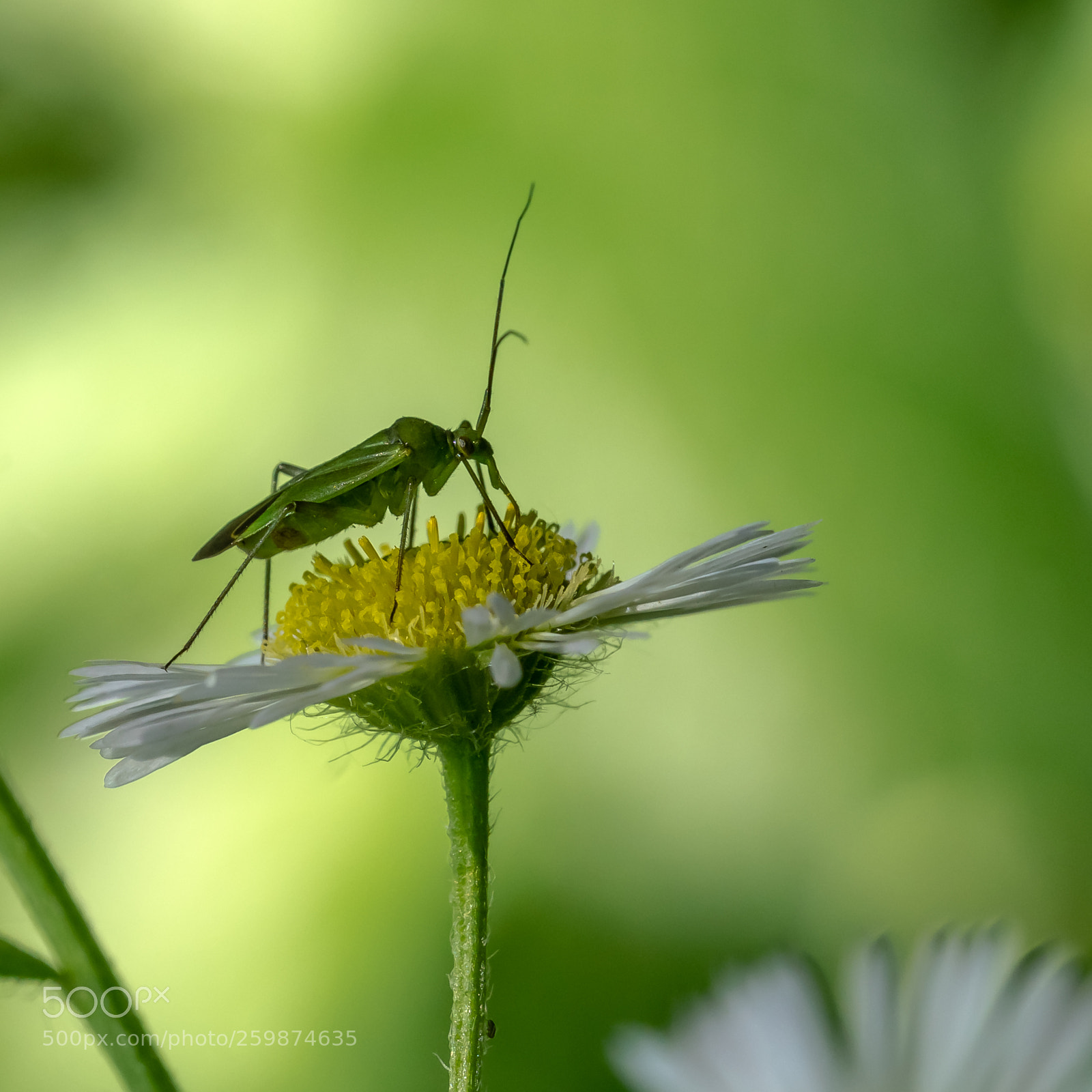 Sony a7R II sample photo. Dsc photography