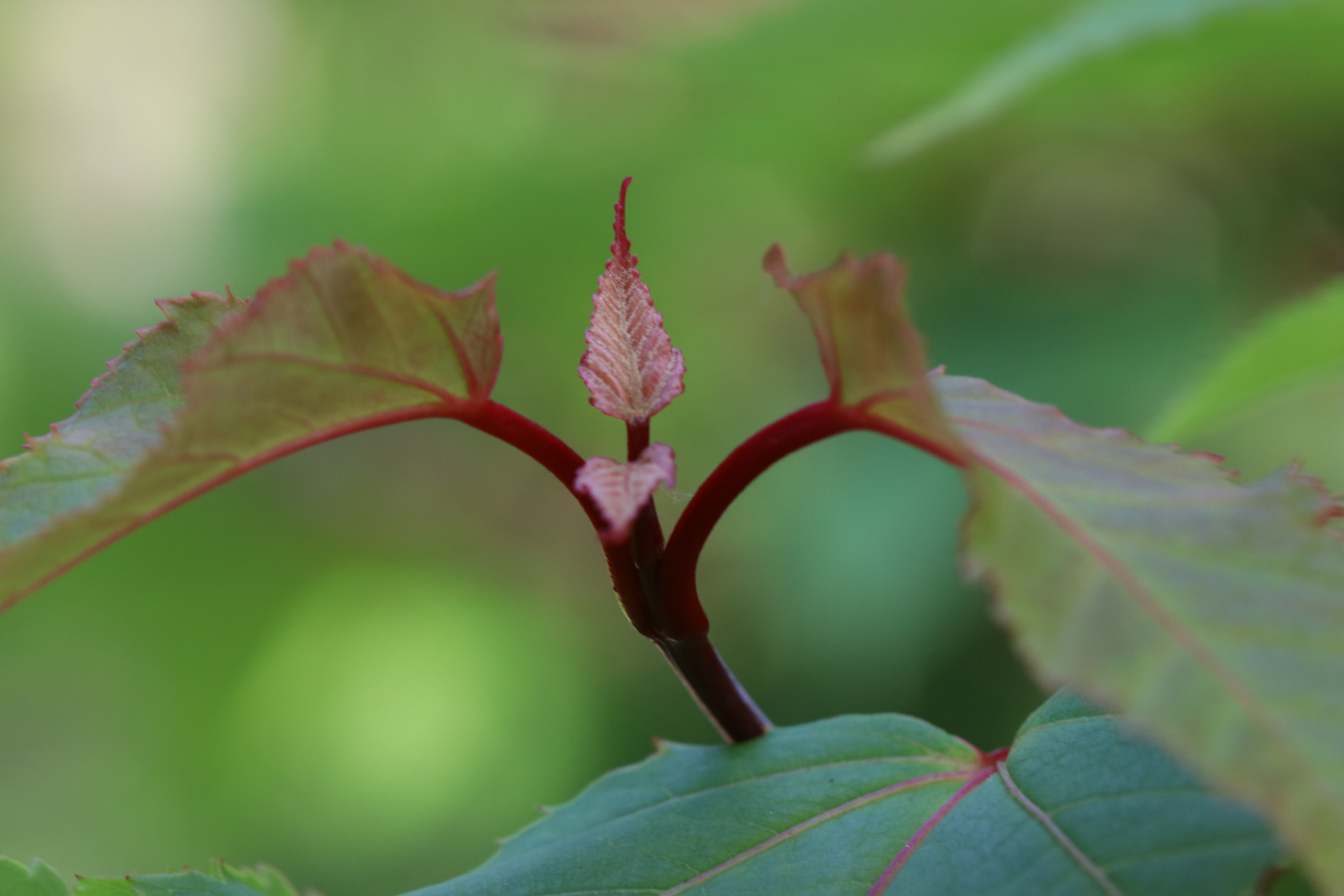 Canon EF 100mm F2.8L Macro IS USM sample photo. Img photography