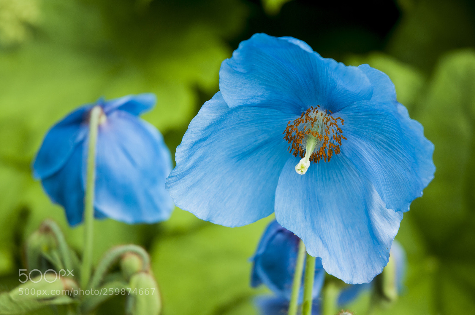 Nikon D300S sample photo. Meconopsis, 'slieve donard' photography