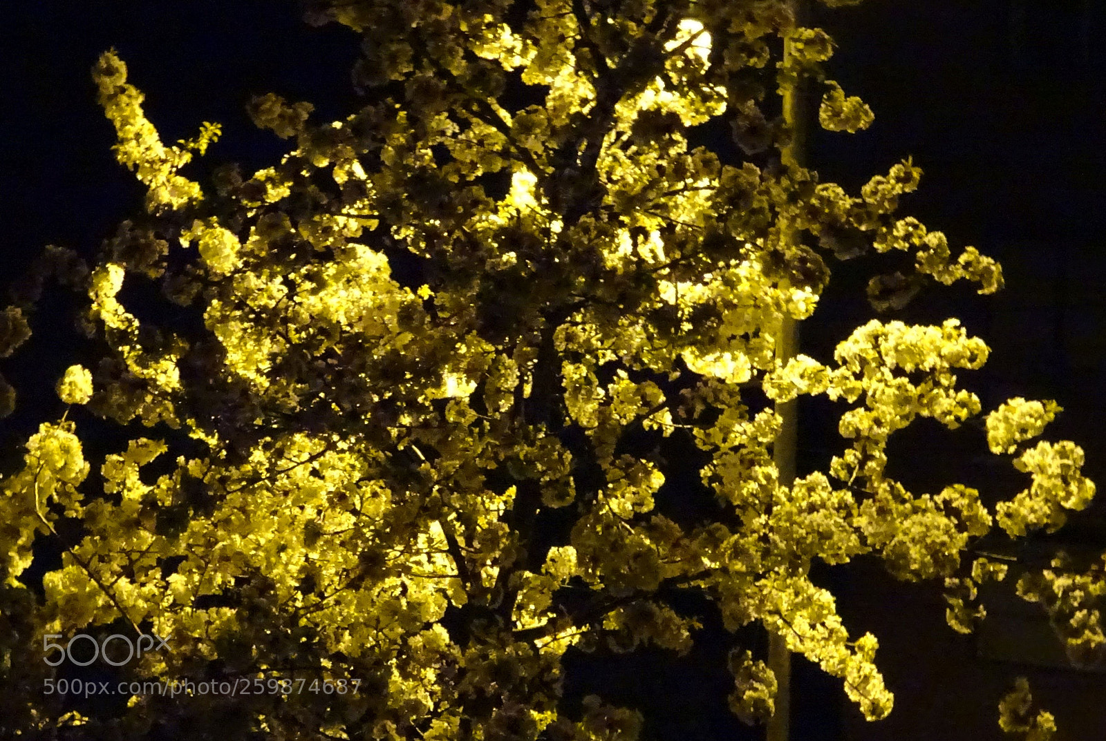 Sony Cyber-shot DSC-WX350 sample photo. F nyvir gok light photography
