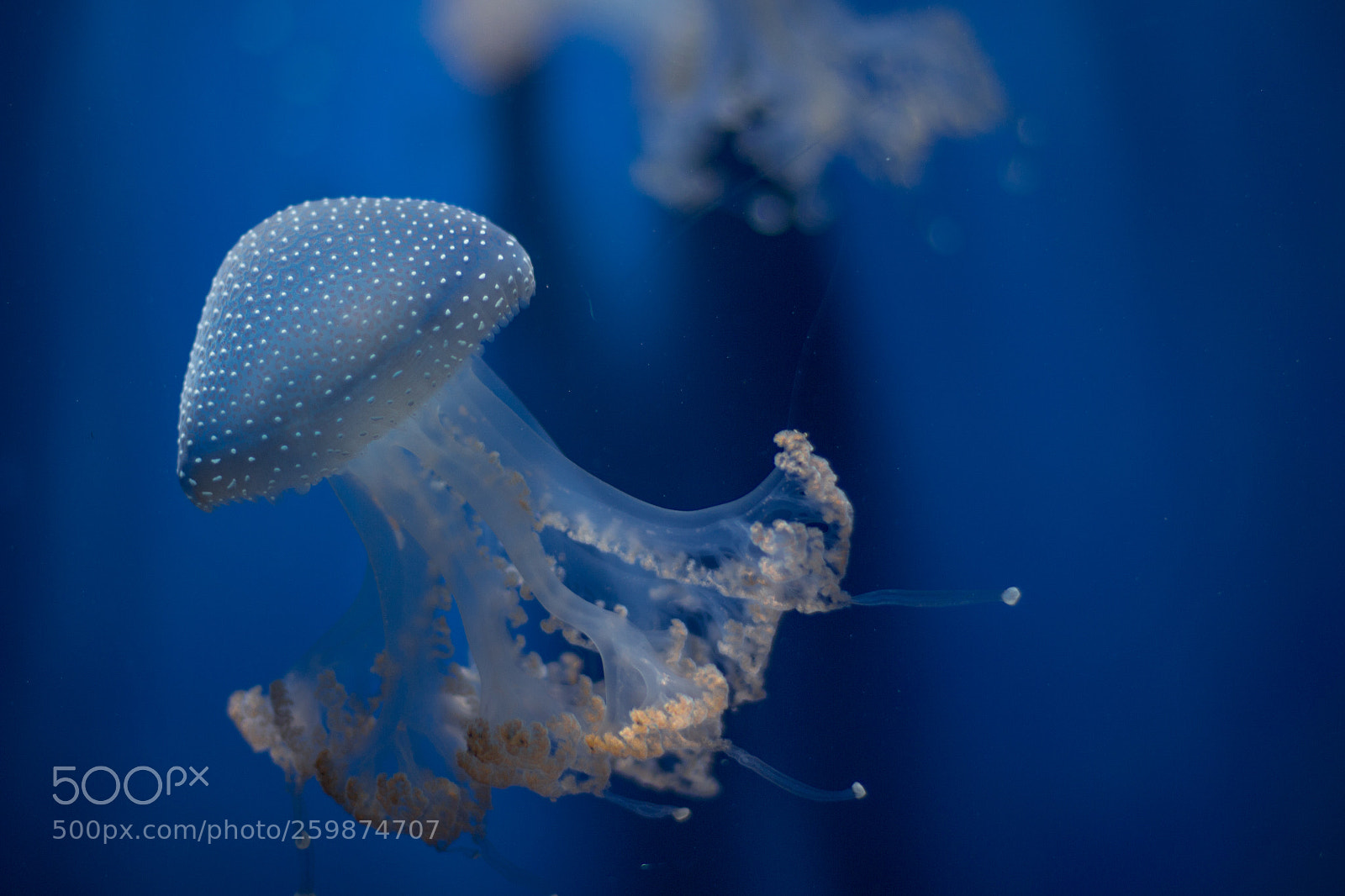 Canon EOS 700D (EOS Rebel T5i / EOS Kiss X7i) sample photo. Jellyfish photography