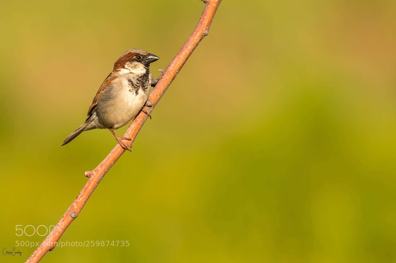 Nikon D4 sample photo. House sparrow photography